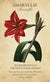 Botanical Inspirations Oracle