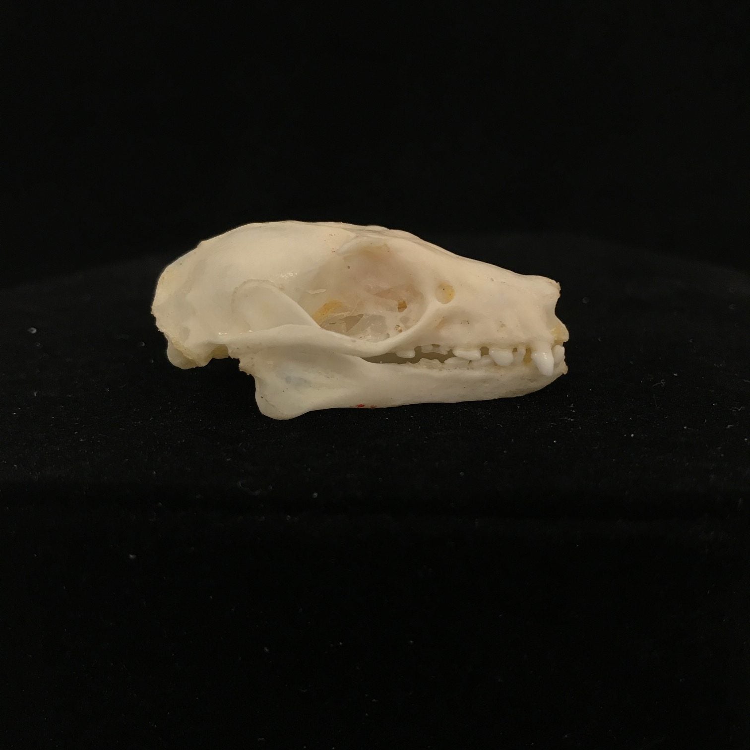 Bat Skull