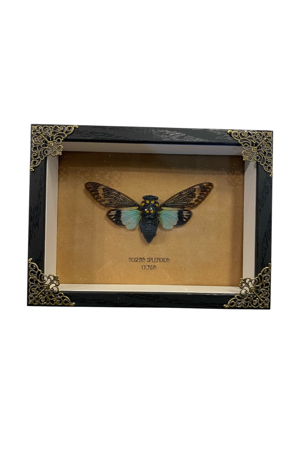 Mounted &amp; Framed Cicada (T. splendida)