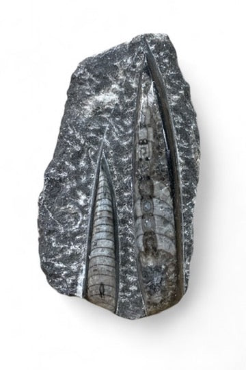 Orthoceras in Matrix