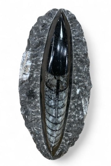 Orthoceras in Matrix