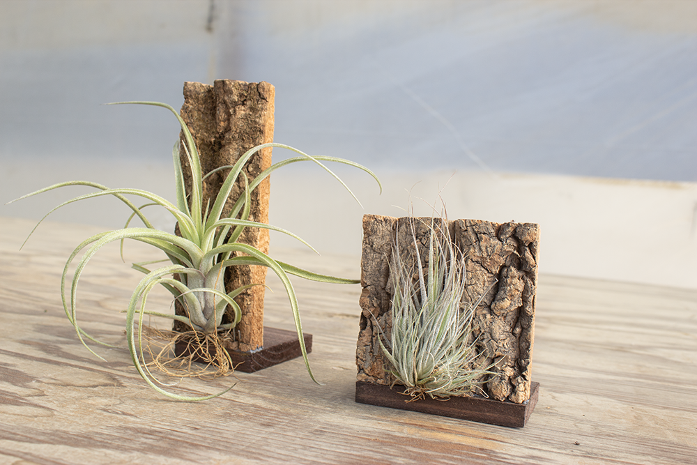 Air Plant