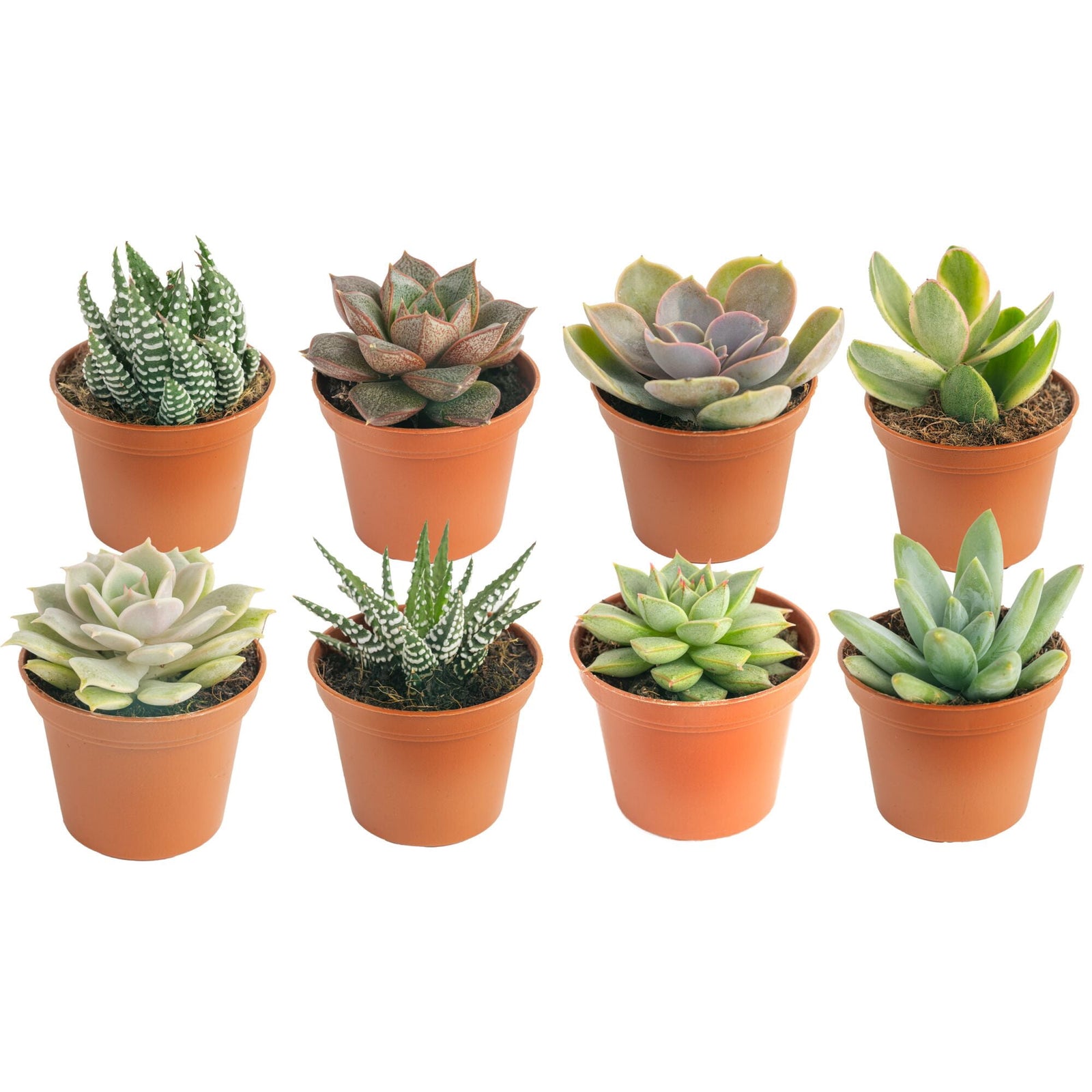 Succulent Plant