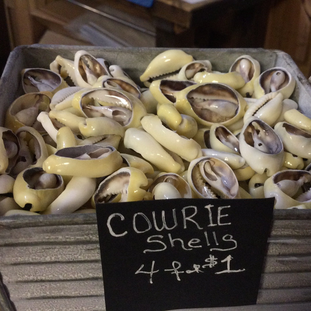 Cowrie Shells (4 for $1)