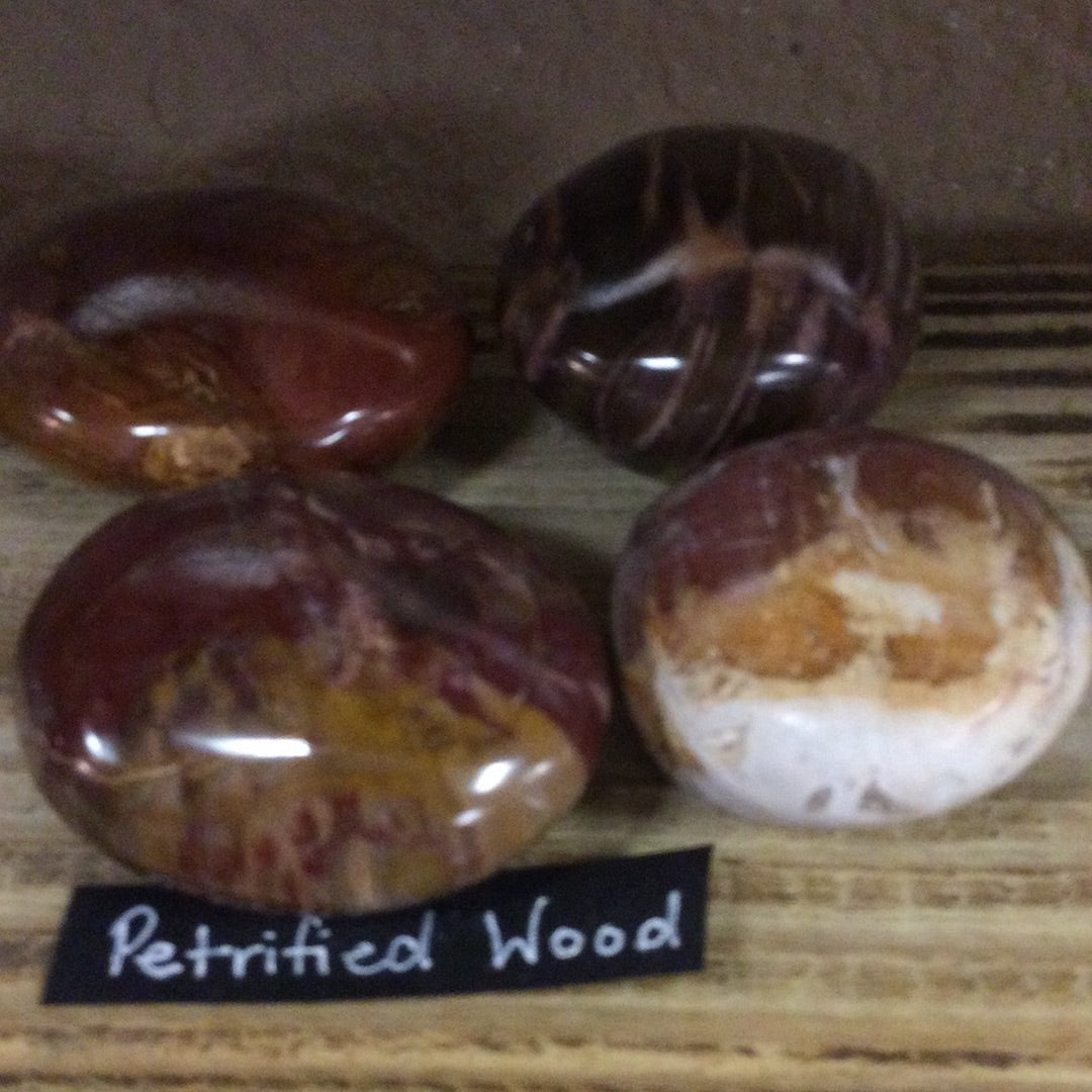 Petrified Wood Palm Stone