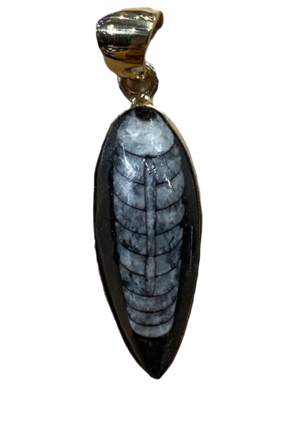 Alchemia Gold Orthoceras Pendant