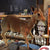 Taxidermy Mounts