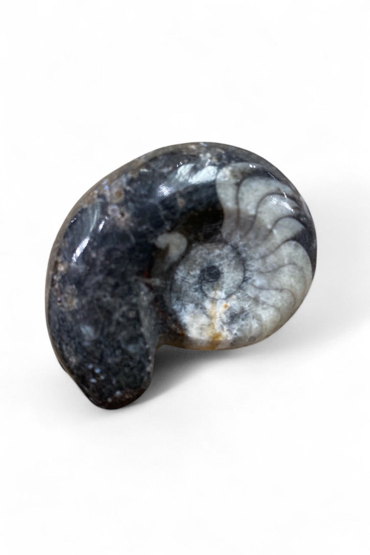 Goniatite Fossil