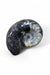 Goniatite Fossil