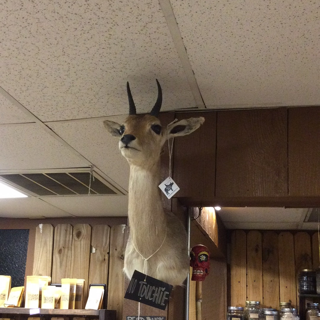 Taxidermy Mounts