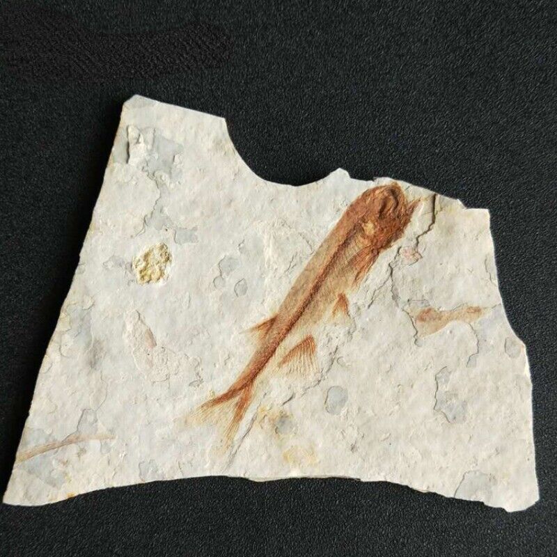 Fish Fossil in Frames