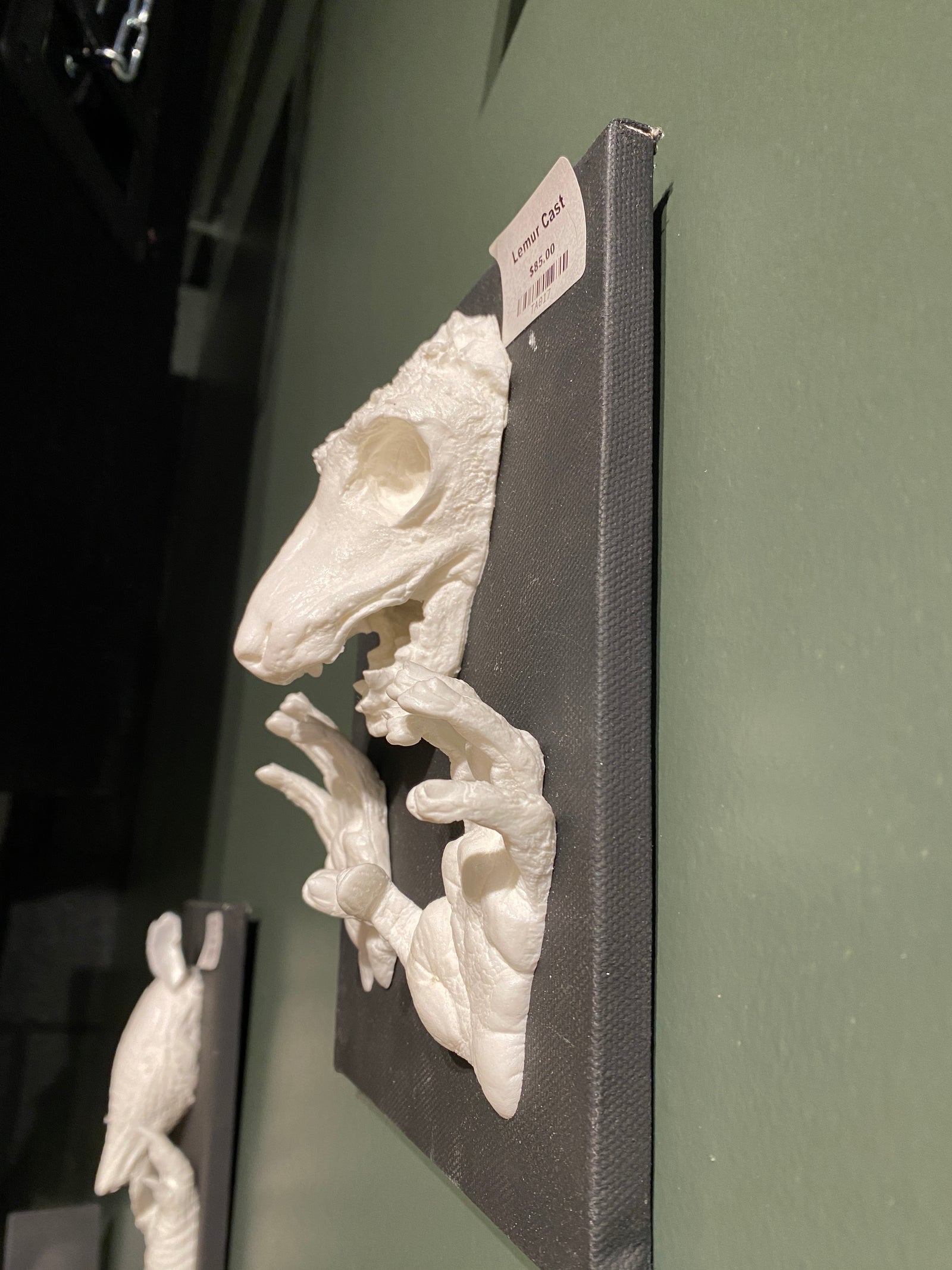 Mounted Lemur Head & Feet Cast