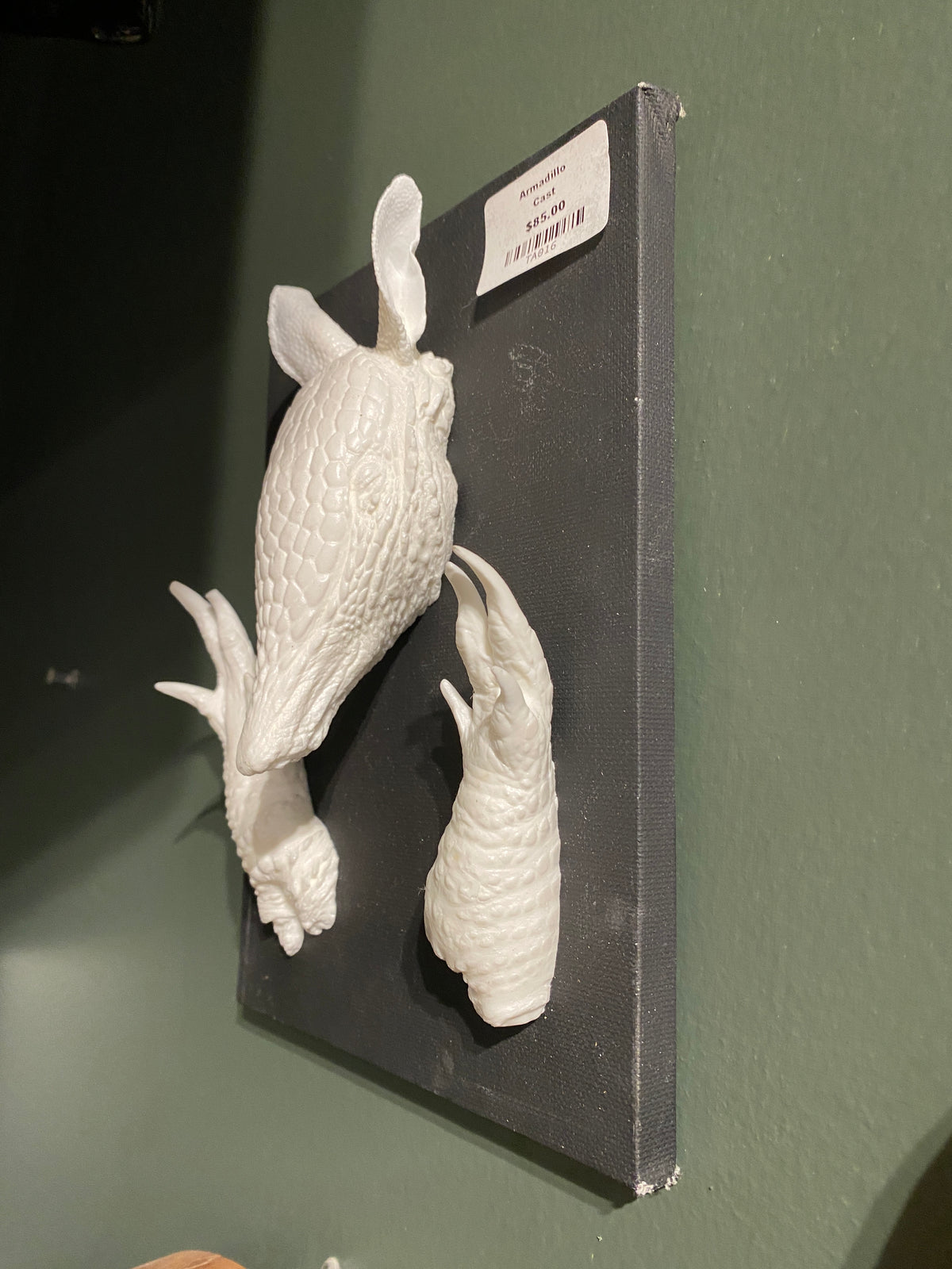 Mounted Armadillo Head & Feet Cast