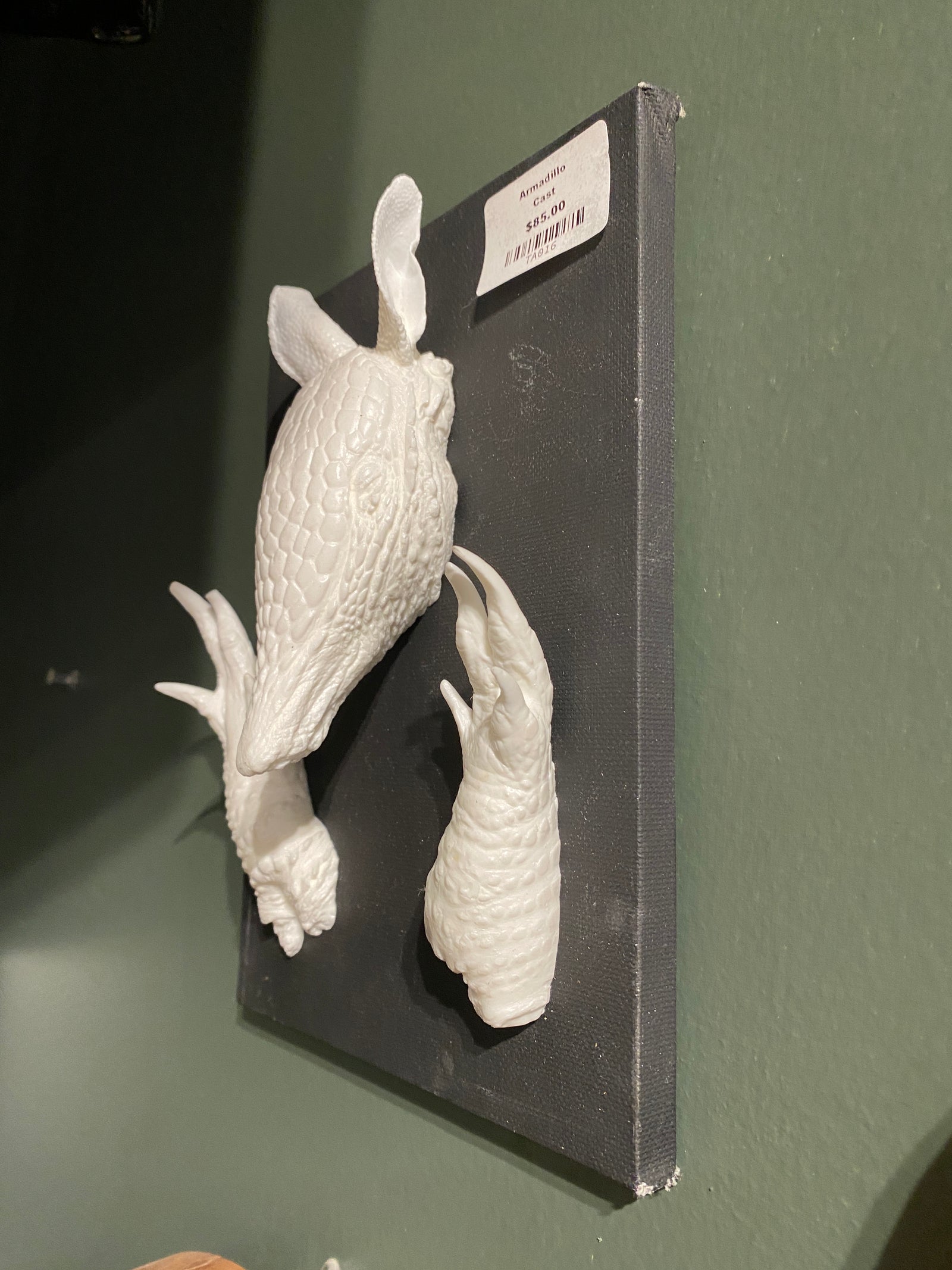 Mounted Armadillo Head & Feet Cast