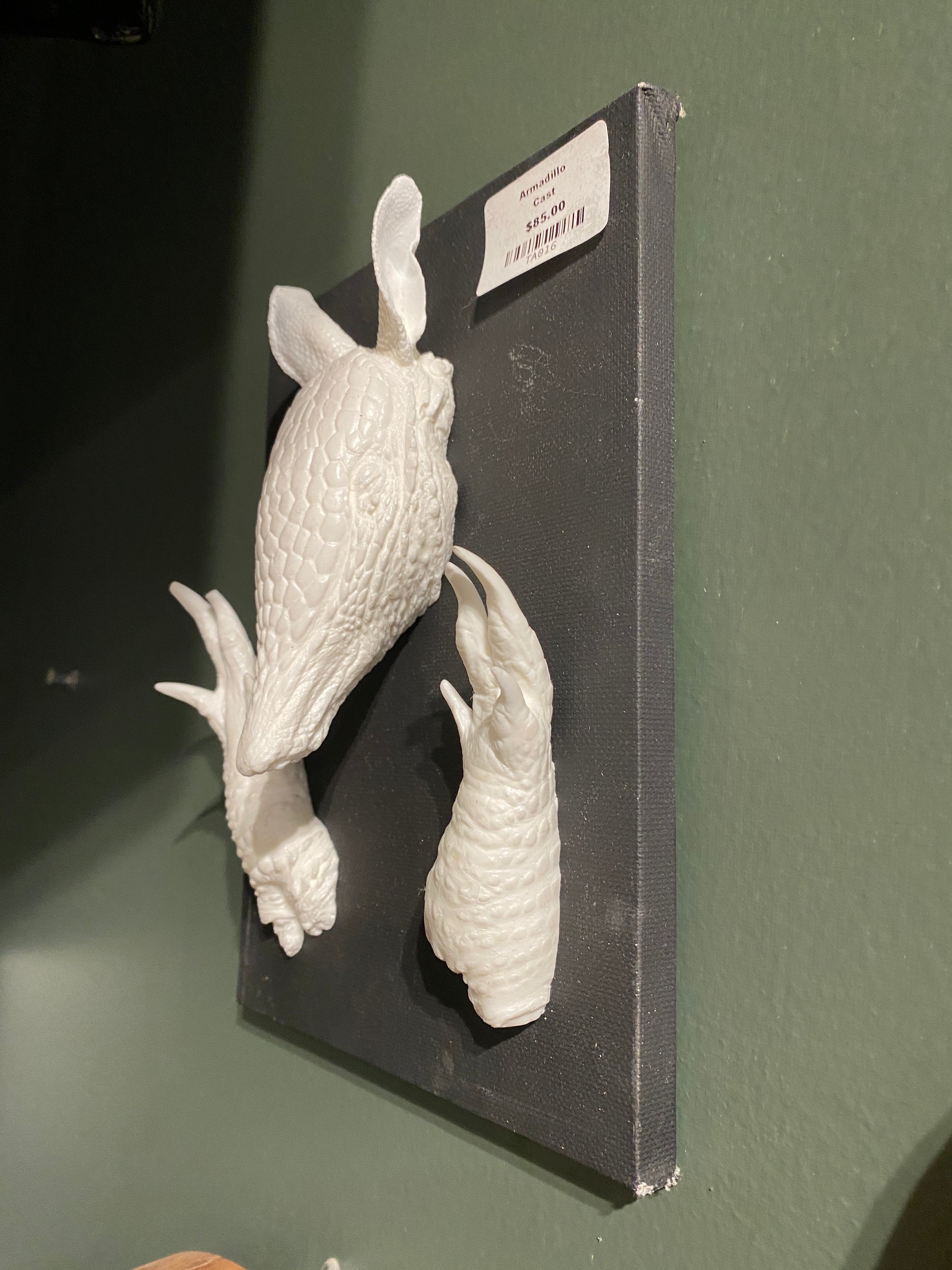 Mounted Armadillo Head & Feet Cast