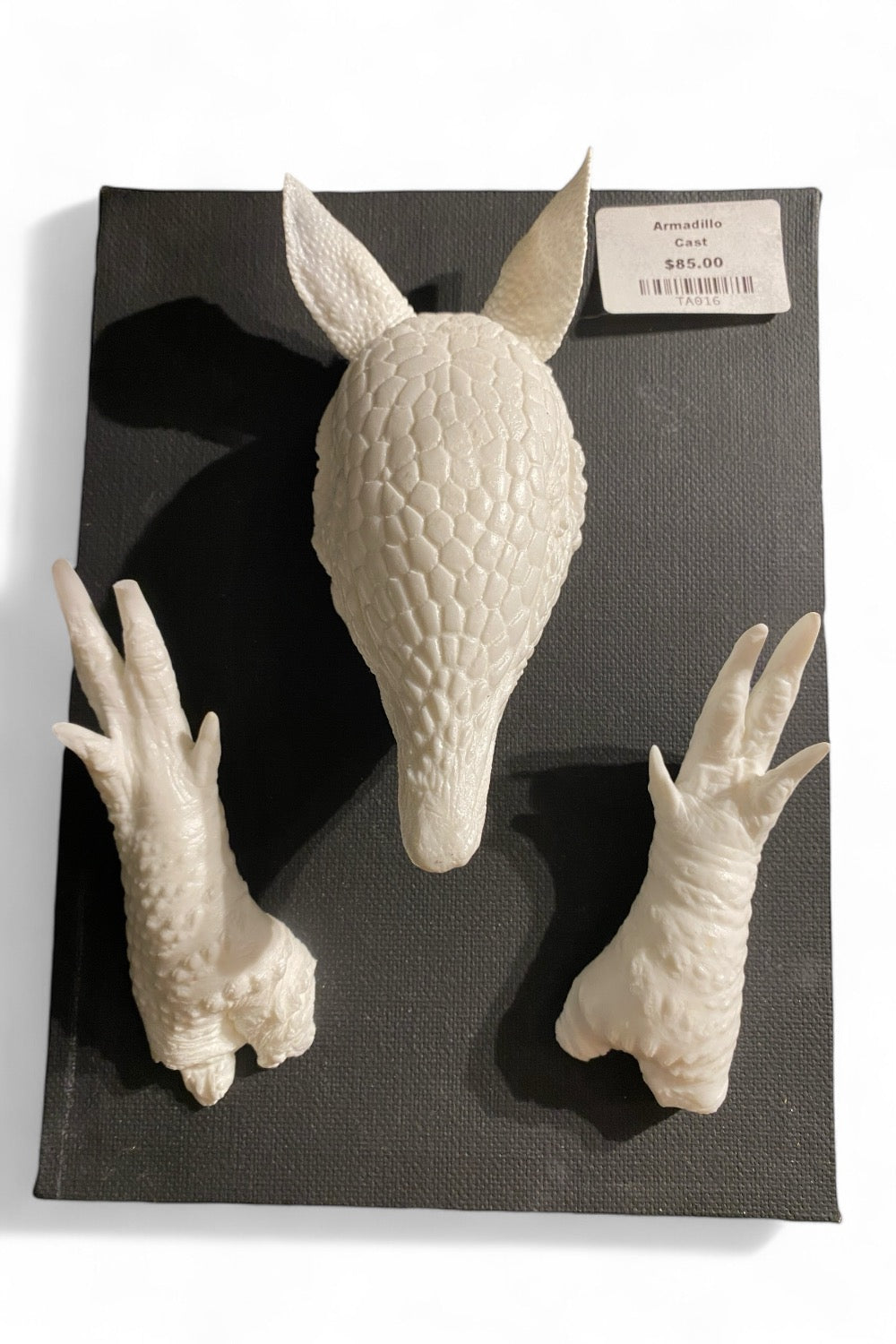 Mounted Armadillo Head & Feet Cast