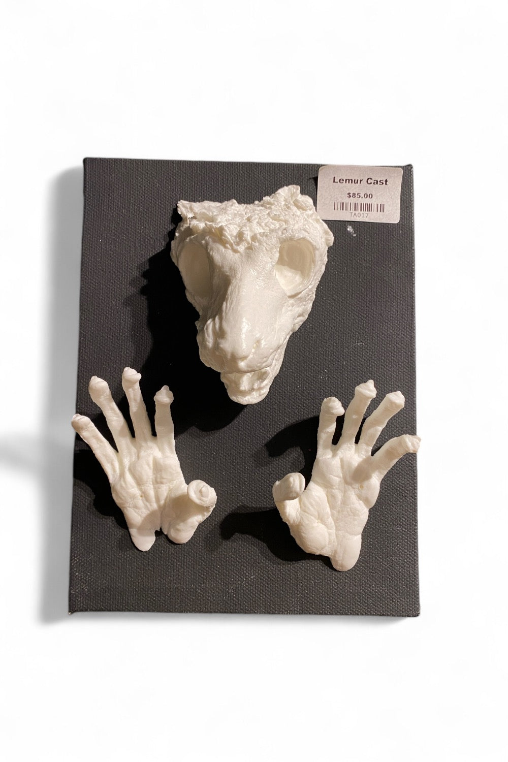 Mounted Lemur Head & Feet Cast