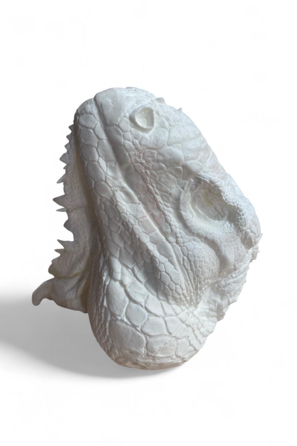 Iguana Head Cast