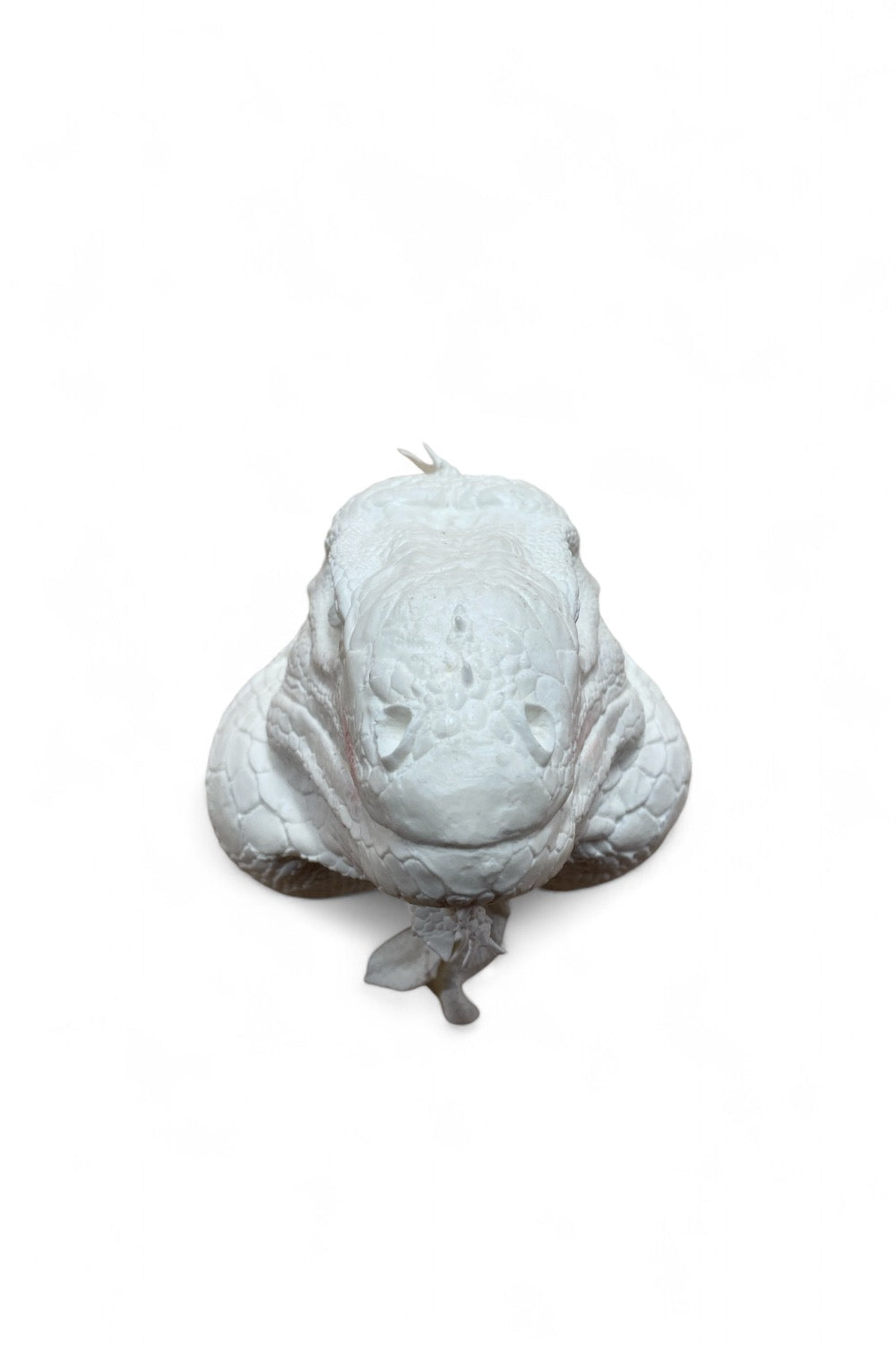 Iguana Head Cast