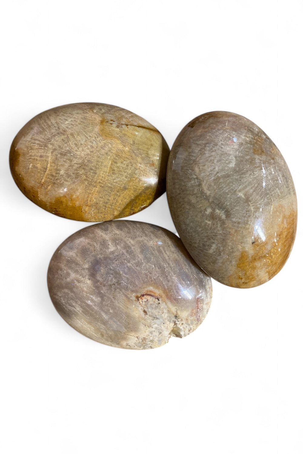 Fossilized Coral Palm Stone