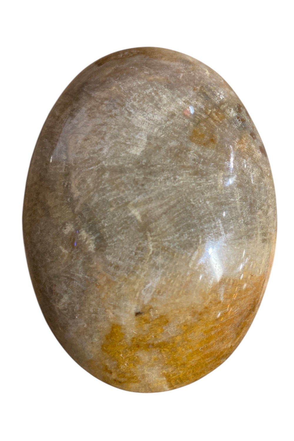 Fossilized Coral Palm Stone