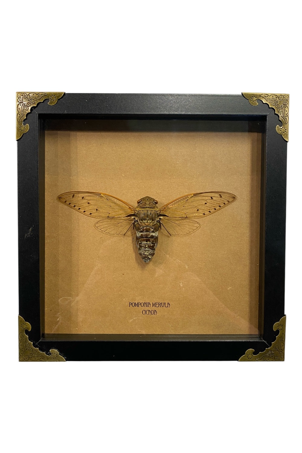 Mounted & Framed Giant Cicada (P.merula)