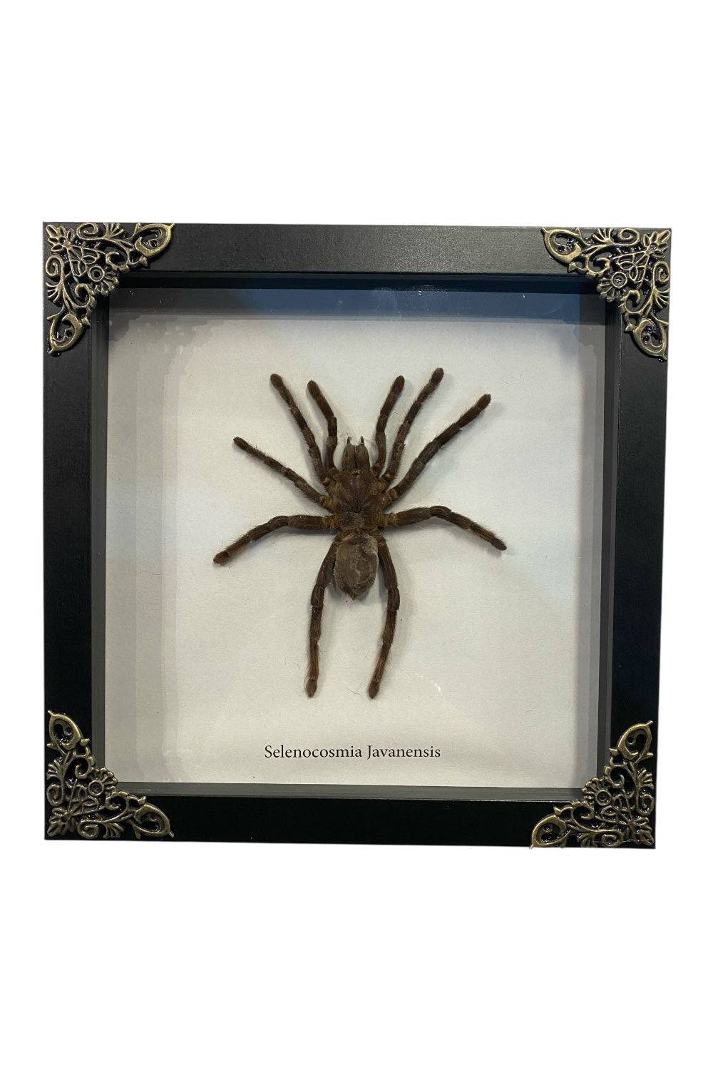 Mounted & Framed Java Earth Tiger Tarantula (S.javanensis)