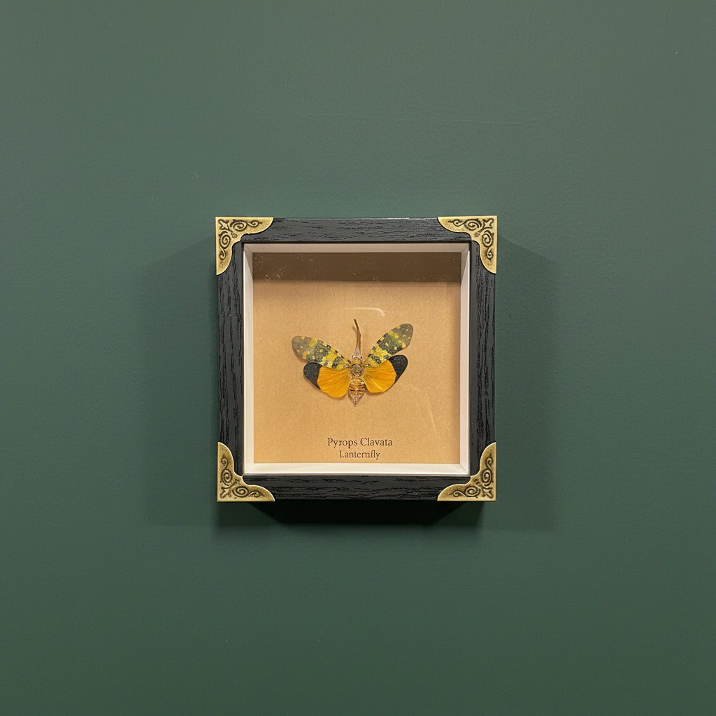Butterfly specimen in a decorative frame with gold accents on a white background