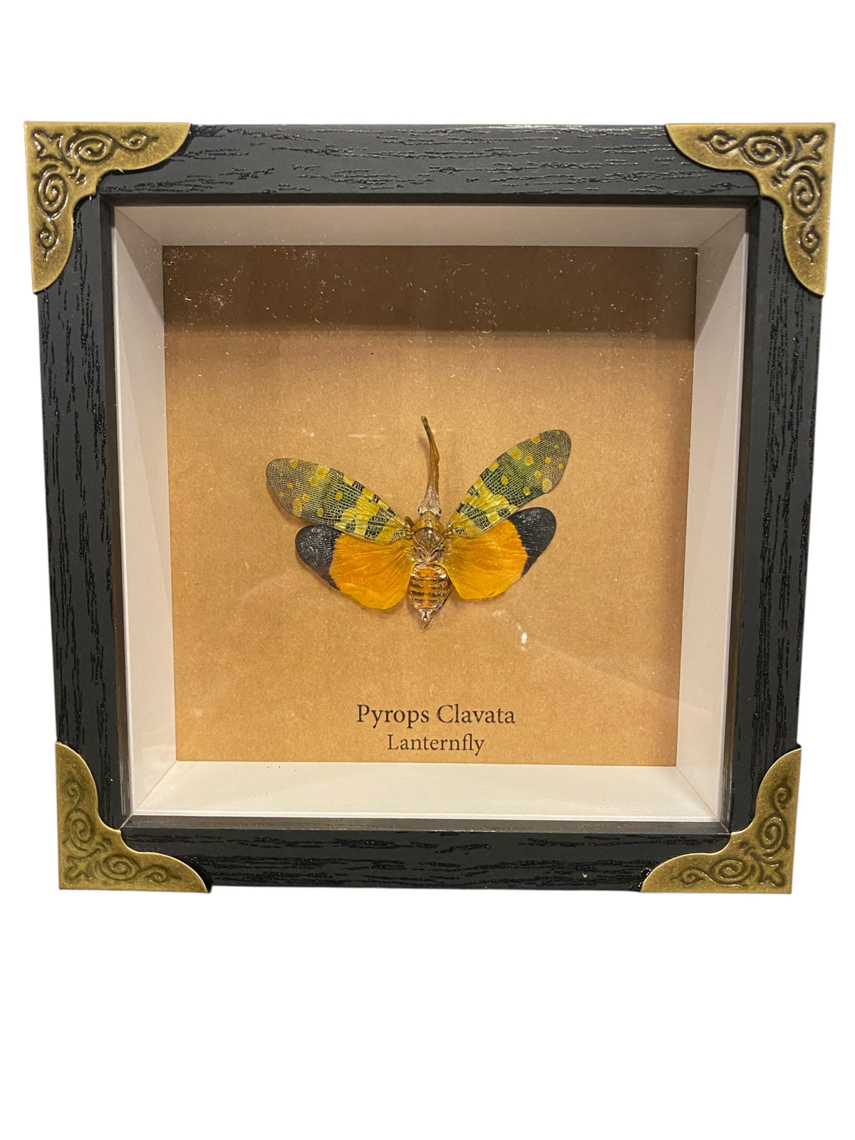 Mounted & Framed Lanternfly