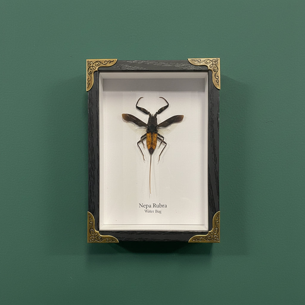 Mounted & Framed Water Bug (Water Scorpion)