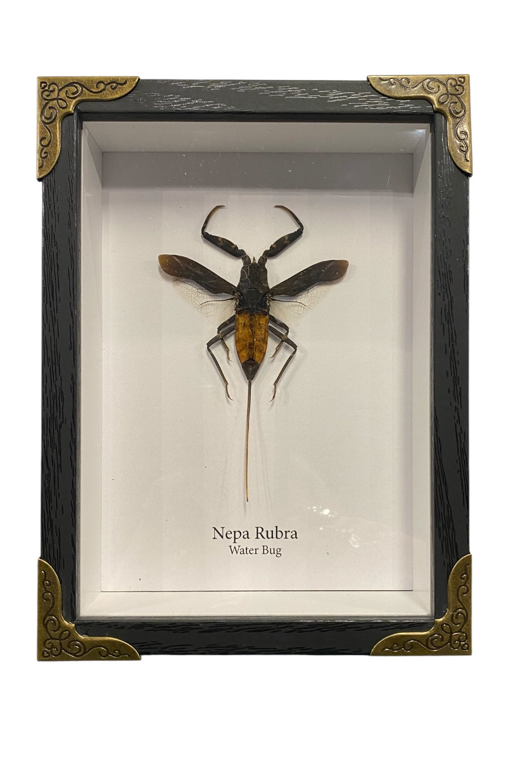 Mounted & Framed Water Bug (Water Scorpion)