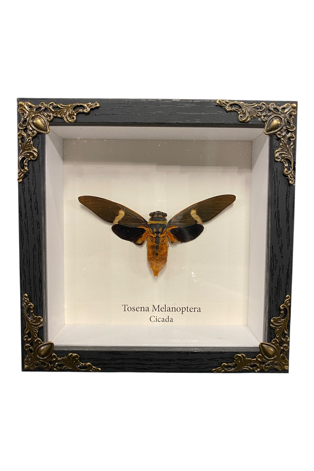 Mounted & Framed Cicada (T. melanoptera)