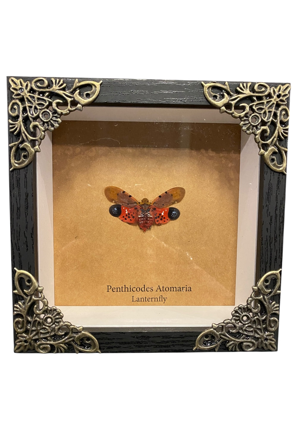 Mounted & Framed Lanternfly