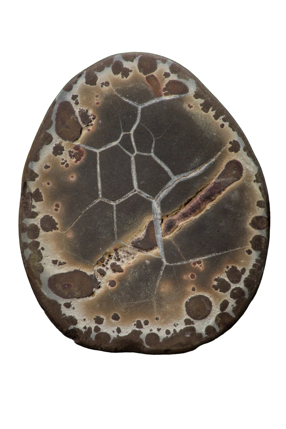 Polished Septarian Half