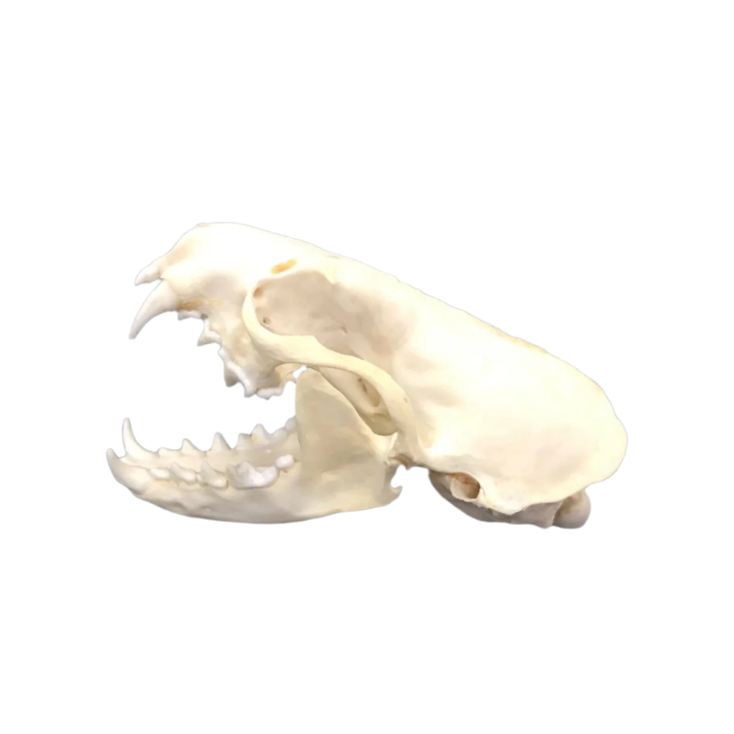 Mink Skull