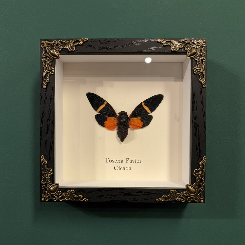 Butterfly specimen in a decorative black frame on a white background
