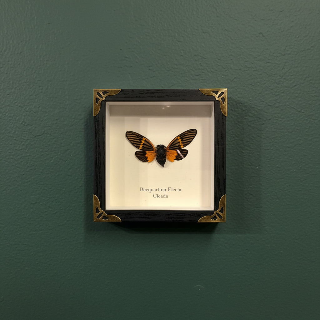 Framed butterfly specimen on a white background