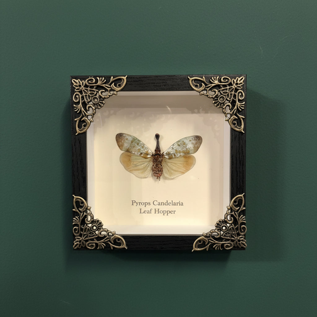 Framed insect specimen with decorative black frame on a white background
