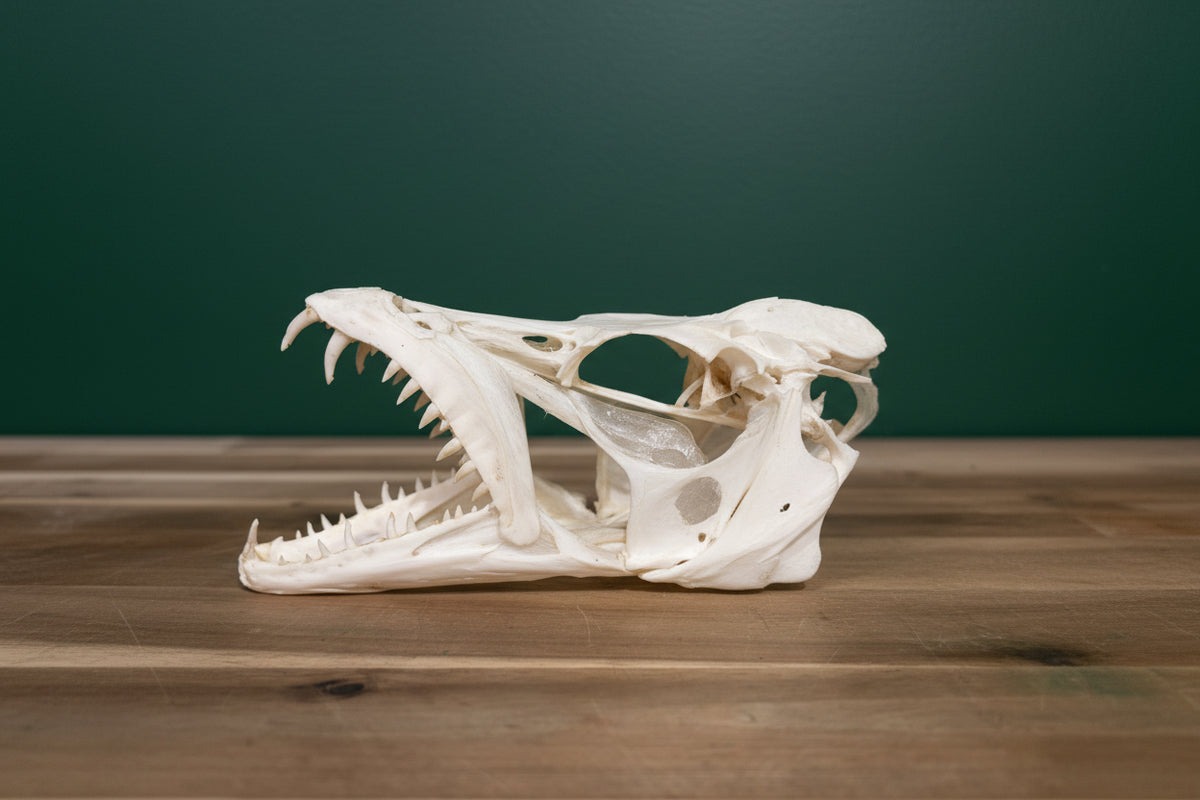 Ribbon Fish Skull