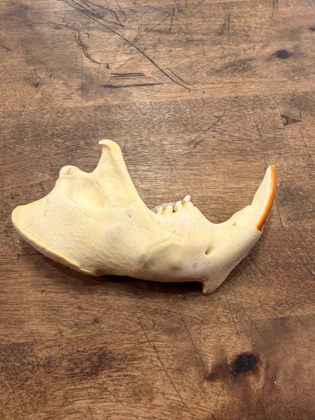 Beaver Jawbone