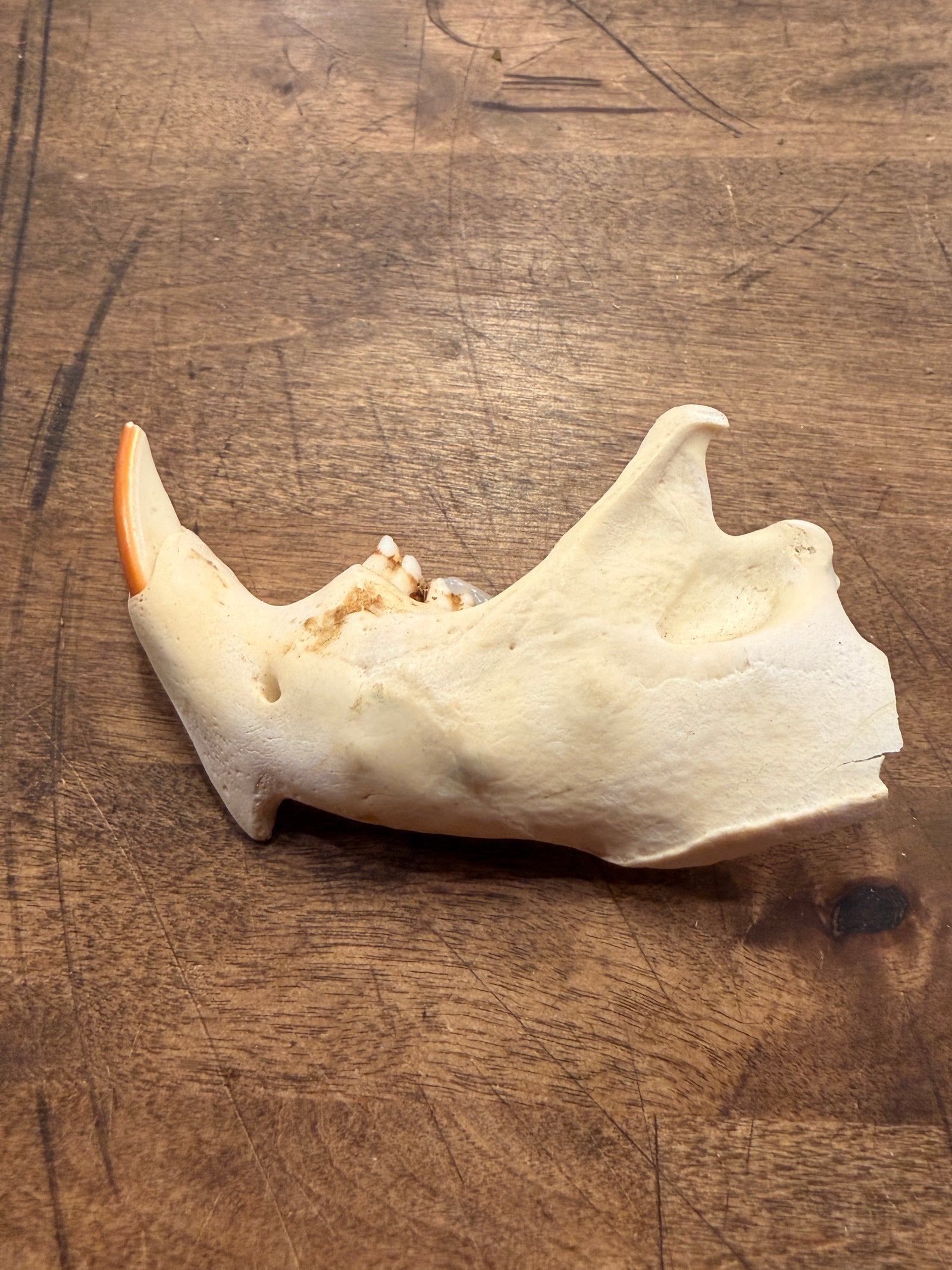 Beaver Jawbone