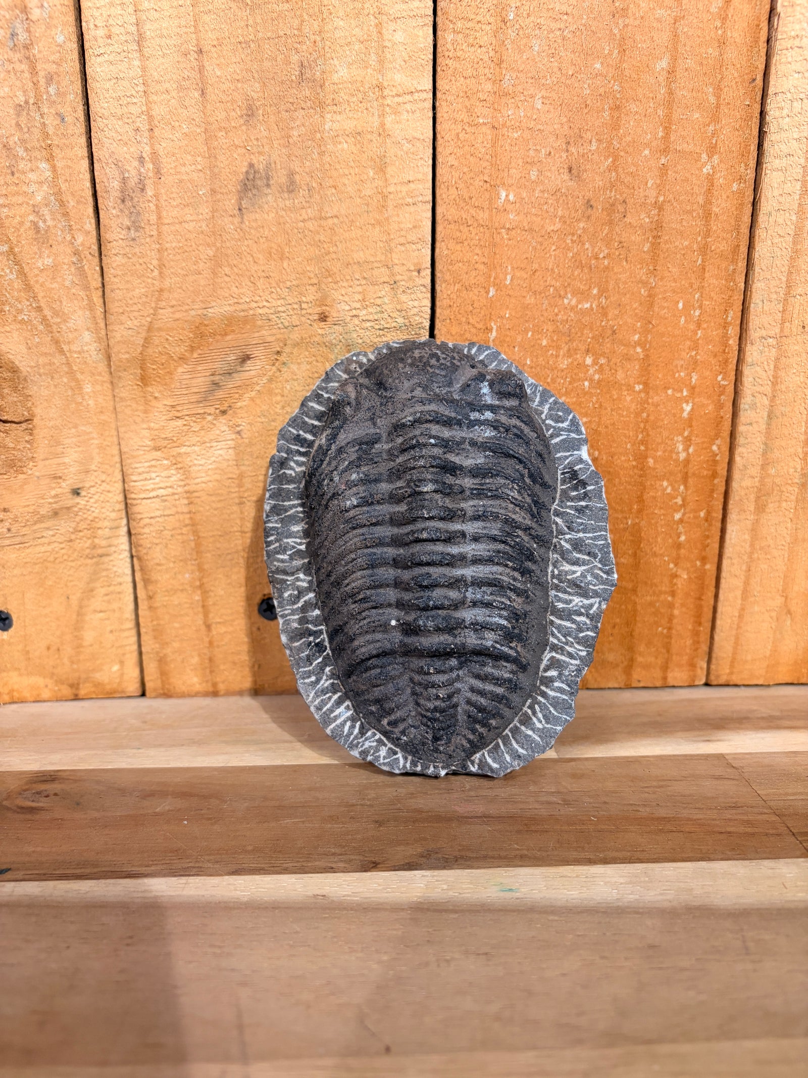 6" Large Trilobite