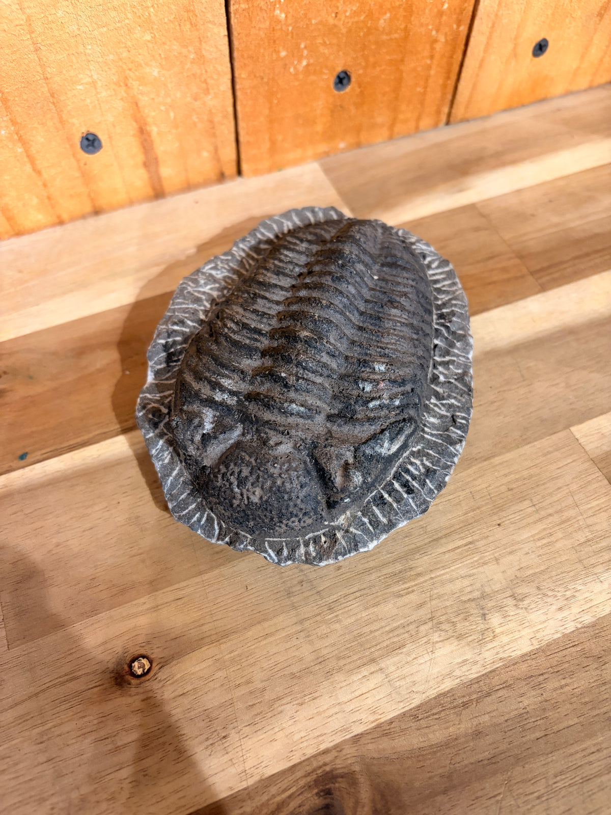 6" Large Trilobite