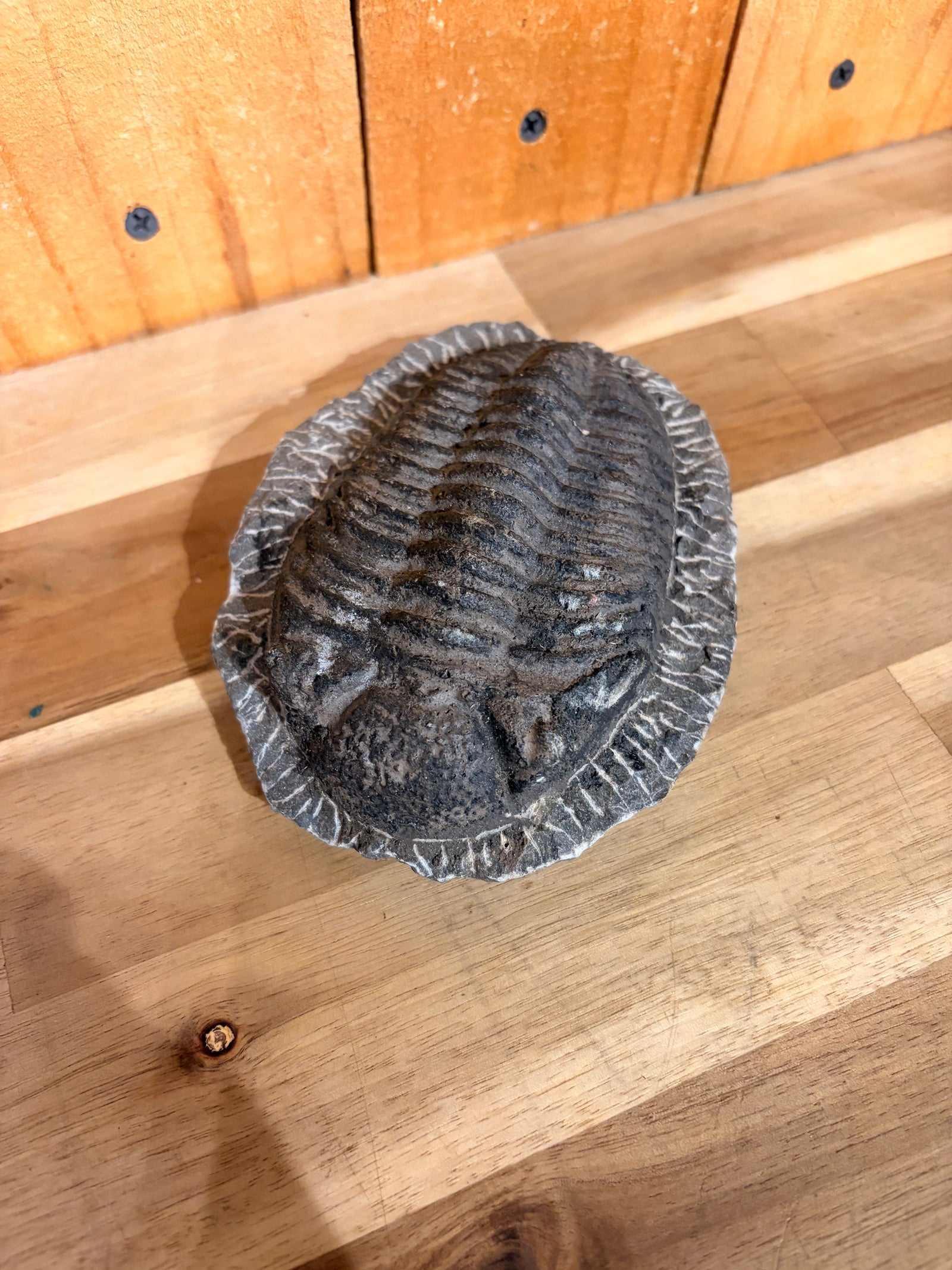 6" Large Trilobite