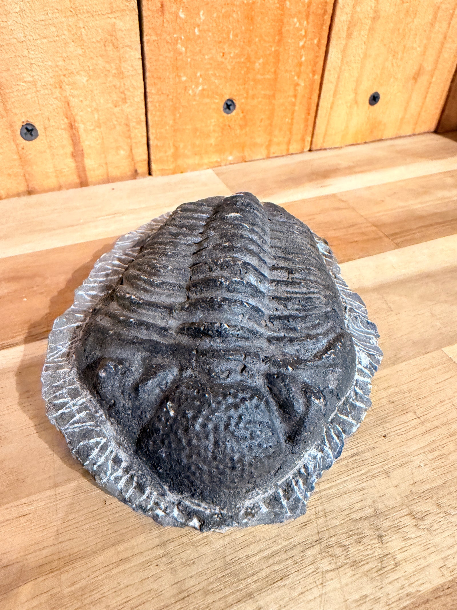 6" Large Trilobite