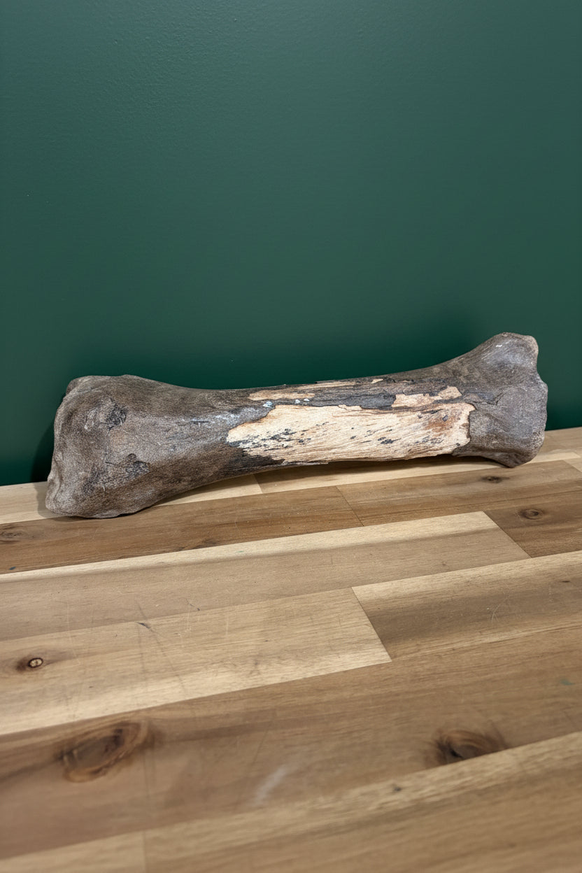 Bison Bone