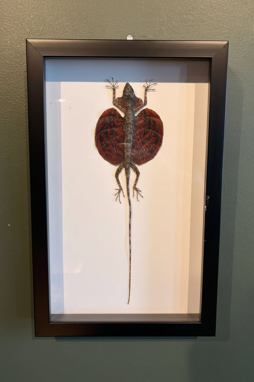 Mounted & Framed Flying Lizard (Draco species)