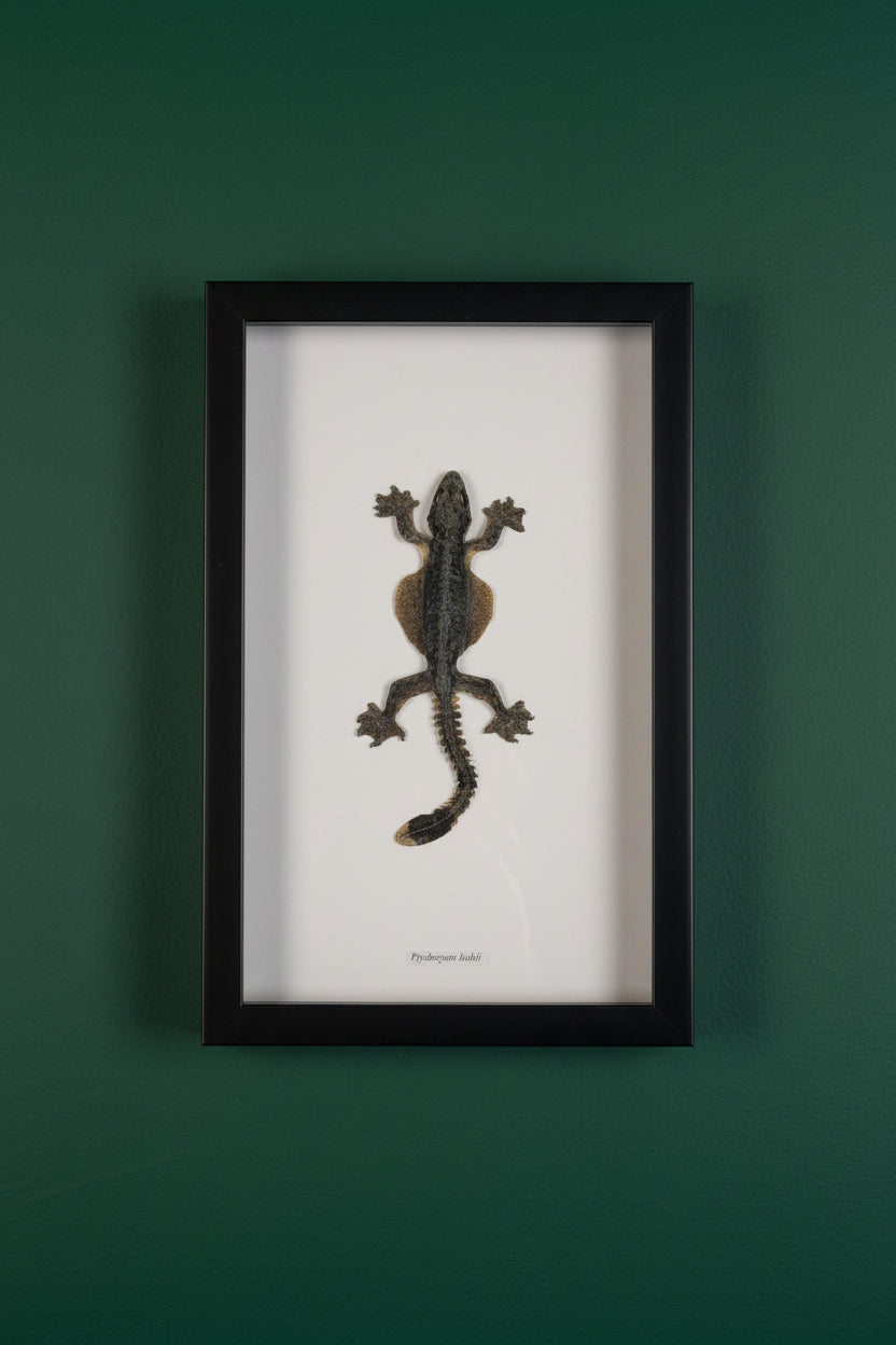 Mounted &amp; Framed Flying Gecko (P. kuhli)