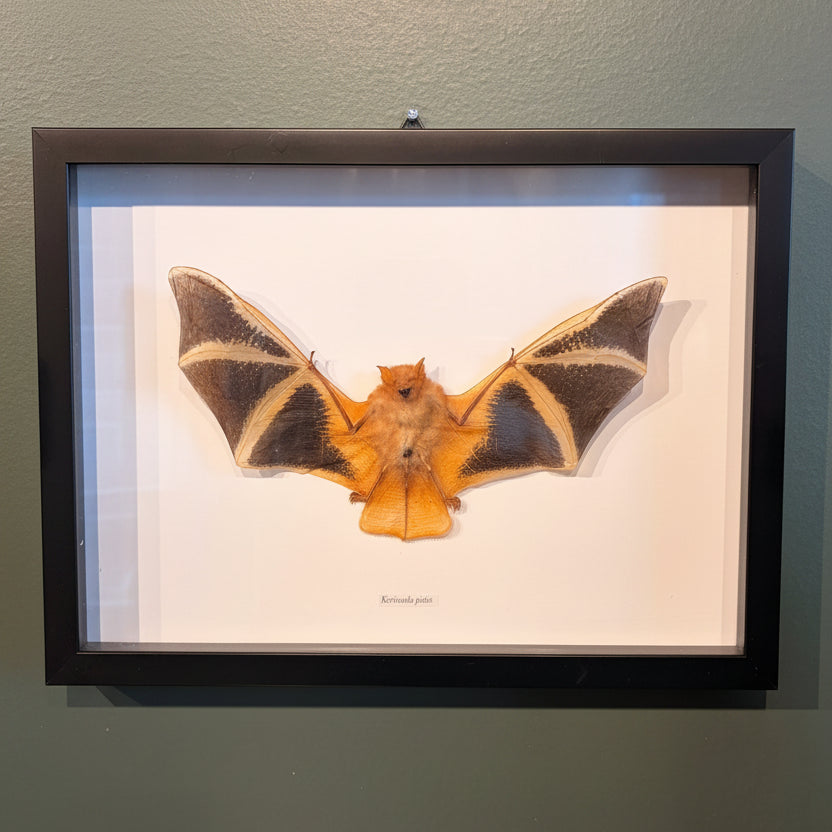 Mounted &amp; Framed Painted Bat (K.picta)