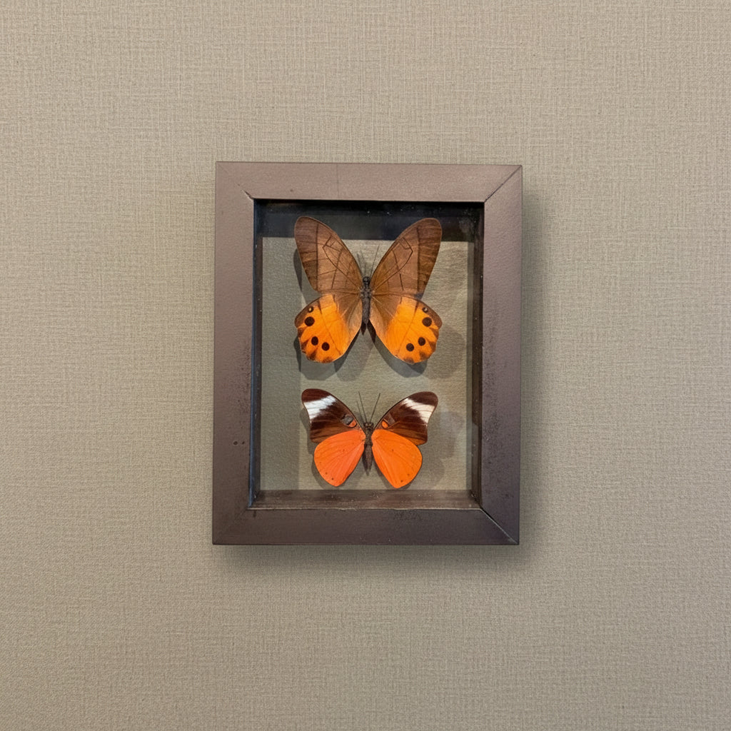 A framed butterfly display mounted on a textured wall, featuring two orange-and-brown butterflies inside a dark brown shadow box with a glass front. 